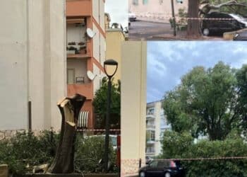 Cagliari, un intero albero abbattuto per un ramo spezzato: “Solo tagli drastici senza potature, così perdiamo anche l’ombra”