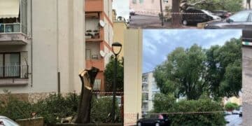 Cagliari, un intero albero abbattuto per un ramo spezzato: “Solo tagli drastici senza potature, così perdiamo anche l’ombra”