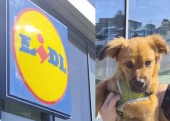 Coco resta fuori dal Lidl di Sestu, il proprietario: “Animali esclusi dai supermercati, regole ormai superate”
