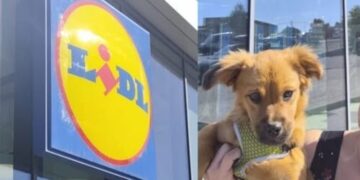 Coco resta fuori dal Lidl di Sestu, il proprietario: “Animali esclusi dai supermercati, regole ormai superate”