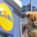Coco resta fuori dal Lidl di Sestu, il proprietario: “Animali esclusi dai supermercati, regole ormai superate”