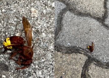 Sestu, nido di vespe asiatiche all’interno di un condominio: si moltiplicano le segnalazioni di avvistamenti degli insetti