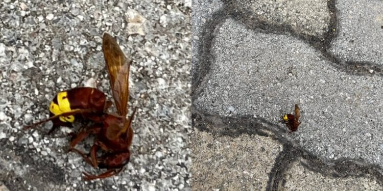 Sestu, nido di vespe asiatiche all’interno di un condominio: si moltiplicano le segnalazioni di avvistamenti degli insetti