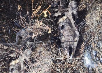 Domusnovas, carcassa di cervo con le corna asportate sul ciglio della strada