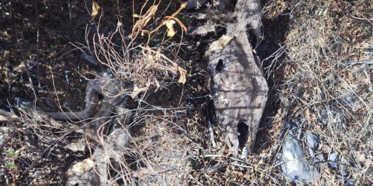 Domusnovas, carcassa di cervo con le corna asportate sul ciglio della strada