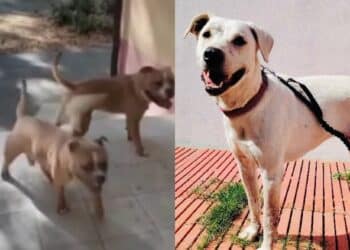 Cagliari, la questione cani arriva in consiglio comunale: “Teodora innocua, 3 pitbull pericolosi liberi”