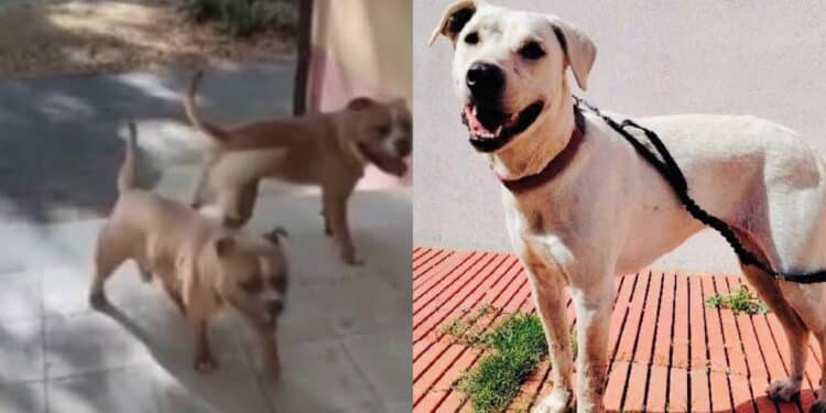 Cagliari, la questione cani arriva in consiglio comunale: “Teodora innocua, 3 pitbull pericolosi liberi”