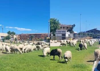 Quartucciu, pecore al pascolo nel parco comunale: protestano i cittadini