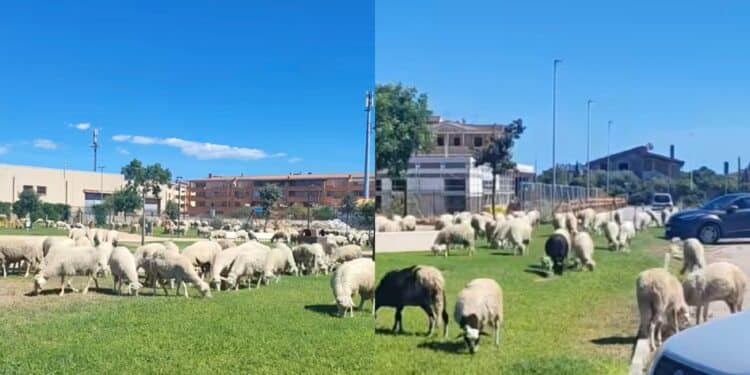 Quartucciu, pecore al pascolo nel parco comunale: protestano i cittadini