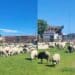 Quartucciu, pecore al pascolo nel parco comunale: protestano i cittadini