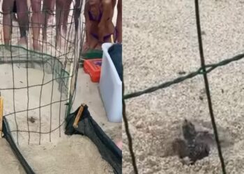 Terzo nido di caretta caretta a Cala Sinzias: la natura premia Castiadas