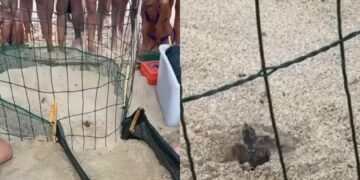 Terzo nido di caretta caretta a Cala Sinzias: la natura premia Castiadas