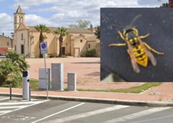 Aggredita da decine di vespe a Decimomannu, donna salvata da un passante