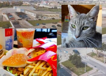 Monserrato, ruspe a lavoro per il McDonald’s: dopo mesi di battaglie i gatti traslocano