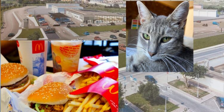 Monserrato, ruspe a lavoro per il McDonald’s: dopo mesi di battaglie i gatti traslocano