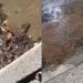 Villaspeciosa, un fiume di acqua in viale Europa e nessuno ancora è intervenuto: protestano i cittadini (VIDEO)
