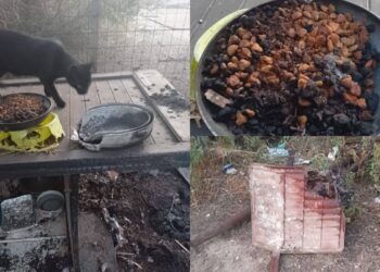 Selargius e Cagliari, rifugi per i gatti dati alle fiamme, la disperazione di una volontaria: “Era l’unico riparo che avevano”