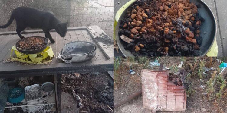 Selargius e Cagliari, rifugi per i gatti dati alle fiamme, la disperazione di una volontaria: “Era l’unico riparo che avevano”
