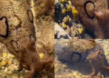 Area Marina Protetta del Sinis, avvistata una Lepre di mare ad anelli