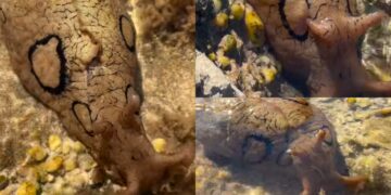 Area Marina Protetta del Sinis, avvistata una Lepre di mare ad anelli