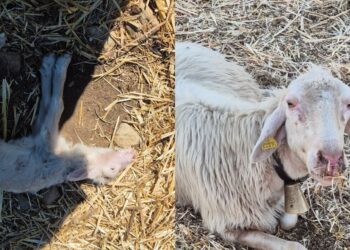 Sardegna, la Lingua blu continua a uccidere: centinaia i capi sterminati nonostante il vaccino