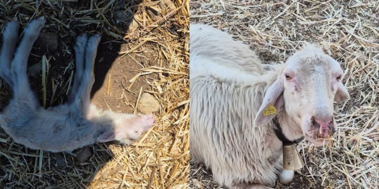 Sardegna, la Lingua blu continua a uccidere: centinaia i capi sterminati nonostante il vaccino