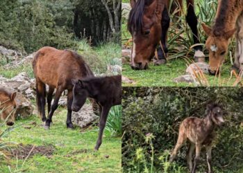 Al parco della Giara tanti nuovi cavallini che corrono a briglia sciolte nella natura selvaggia