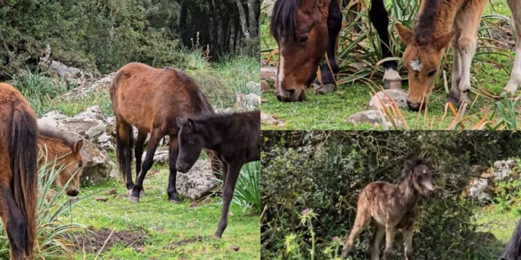 Al parco della Giara tanti nuovi cavallini che corrono a briglia sciolte nella natura selvaggia