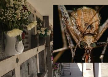 Cagliari, il cimitero di San Michele in ostaggio delle zanzare: “Urge la disinfestazione anche per il rischio Febbre del Nilo”