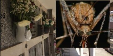 Cagliari, il cimitero di San Michele in ostaggio delle zanzare: “Urge la disinfestazione anche per il rischio Febbre del Nilo”