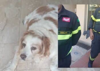  Quartu Sant’Elena, ascensore ko e in aiuto di un cane anziano e cardiopatico arrivano i vigili del fuoco