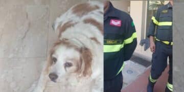  Quartu Sant’Elena, ascensore ko e in aiuto di un cane anziano e cardiopatico arrivano i vigili del fuoco