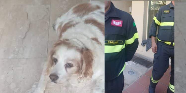 Quartu Sant’Elena, ascensore ko e in aiuto di un cane anziano e cardiopatico arrivano i vigili del fuoco