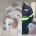  Quartu Sant’Elena, ascensore ko e in aiuto di un cane anziano e cardiopatico arrivano i vigili del fuoco