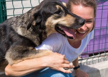 Troppi abbandoni a Quartu, un contributo per chi adotta un cane