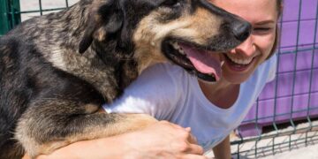 Troppi abbandoni a Quartu, un contributo per chi adotta un cane