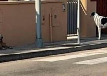 Troppi cani di proprietà in giro per le strade a Capoterra, l’assessore Crocco: “Non è più tollerabile”