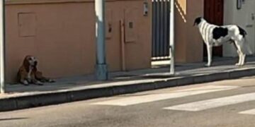 Troppi cani di proprietà in giro per le strade a Capoterra, l’assessore Crocco: “Non è più tollerabile”