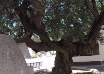 Sgomento a Masainas, crolla l’albero monumentale del paese