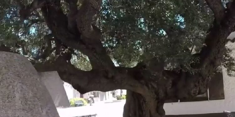 Sgomento a Masainas, crolla l’albero monumentale del paese