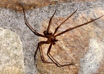 Ragno violino in provincia di Cagliari, si moltiplicano le segnalazioni