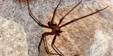 Ragno violino in provincia di Cagliari, si moltiplicano le segnalazioni