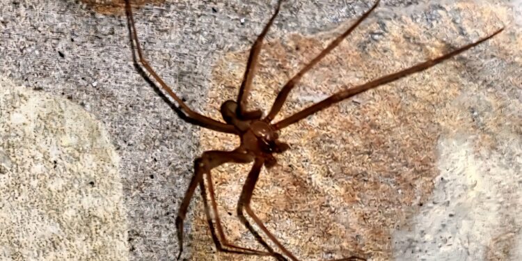 Ragno violino in provincia di Cagliari, si moltiplicano le segnalazioni