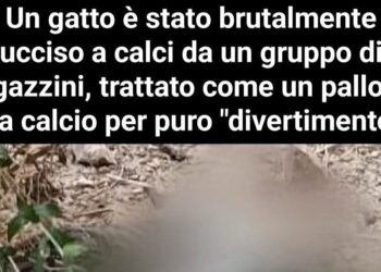 Assemini, gatto ucciso a calci: contro l’ennesima barbarie intervengono le associazioni animaliste