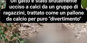 Assemini, gatto ucciso a calci: contro l’ennesima barbarie intervengono le associazioni animaliste
