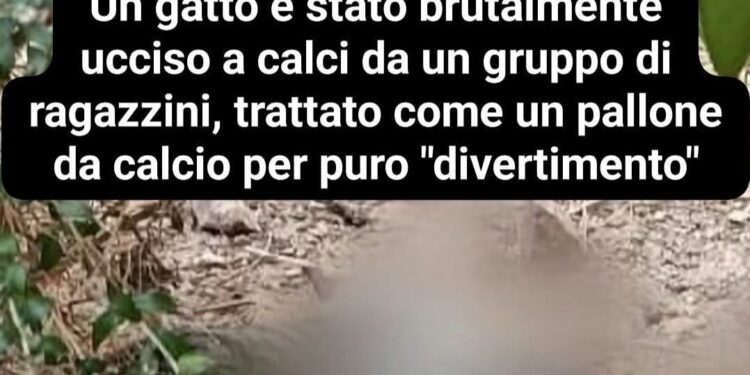 Assemini, gatto ucciso a calci: contro l’ennesima barbarie intervengono le associazioni animaliste