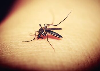 La Febbre del Nilo ora fa paura in Sardegna: al via disinfestazioni straordinarie nelle zone a rischio