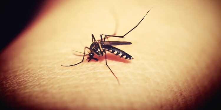 La Febbre del Nilo ora fa paura in Sardegna: al via disinfestazioni straordinarie nelle zone a rischio