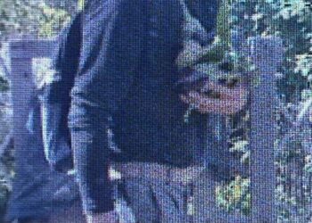 Selargius, svuotava gli orti dei pensionati: ladro di melanzane incastrato dalle telecamere