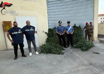 Scoperta una piantagione di droga a Bottidda, arrestato un uomo